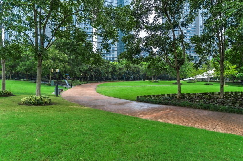 park grass field
